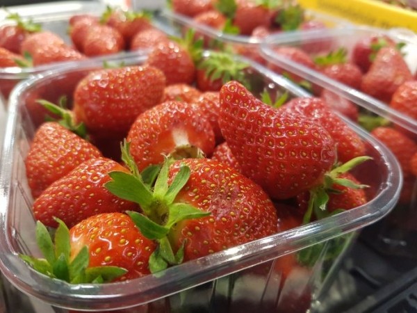 Hot sunny weather sweetens Finland’s strawberry crop Hot sunny weather sweetens Finland’s strawberry crop