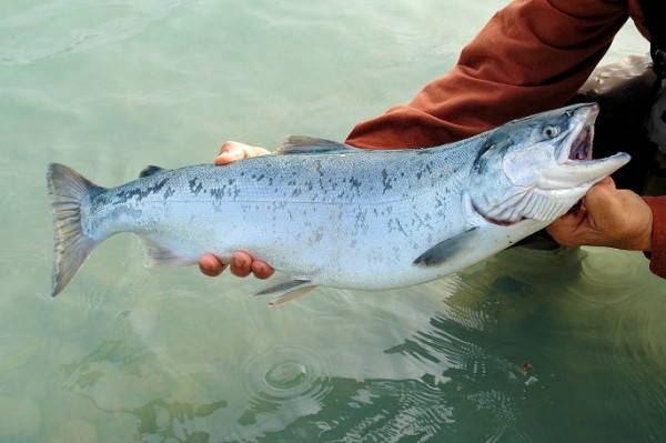 Drug pollution alters salmon migration: study Drug pollution alters salmon migration: study