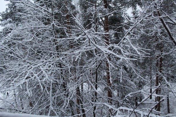 Finland sees mild winter with little snow Finland sees mild winter with little snow