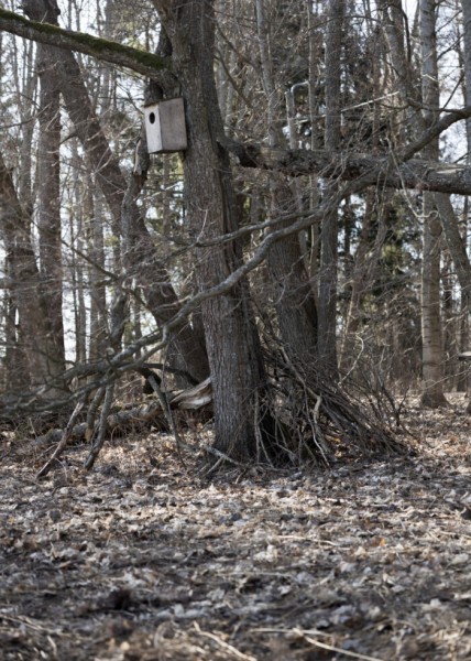 A secret kingdom of spring: Finnish stick forts come to life