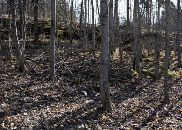 A secret kingdom of spring: Finnish stick forts come to life