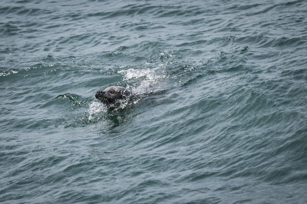 61 dead seals found along Lithuania's Baltic coast in May, June 61 dead seals found along Lithuania's Baltic coast in May, June