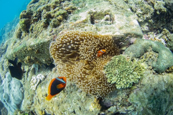30% global ocean protection target not enough for marine giants: study 30% global ocean protection target not enough for marine giants: study