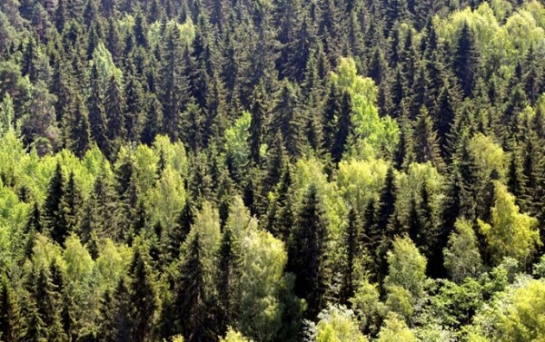 Finland moves to strengthen forest growth, carbon sinks Finland moves to strengthen forest growth, carbon sinks