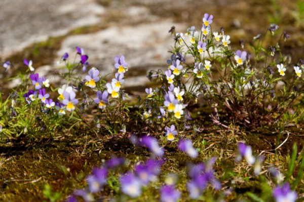 Discover the wild herbs growing across Finland