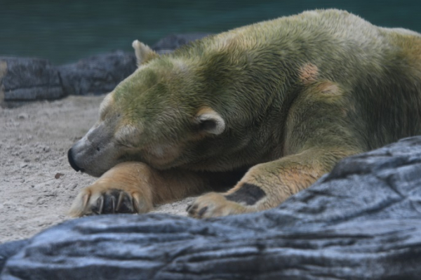 Bears, wolves get too close to human: Finland eyes limited hunts Bears, wolves get too close to human: Finland eyes limited hunts