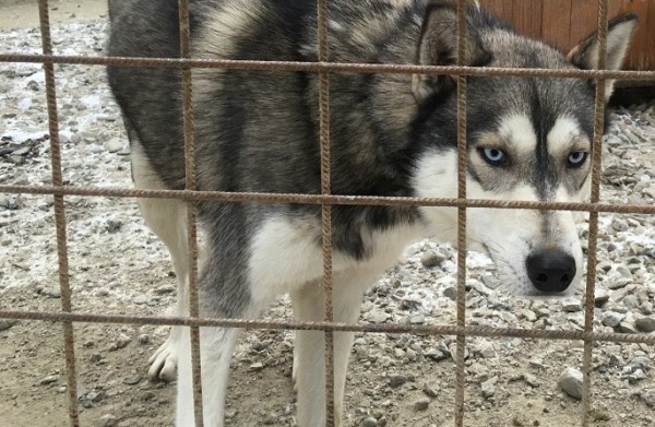 Police probe into infant death by dog biting in Tampere Police probe into infant death by dog biting in Tampere