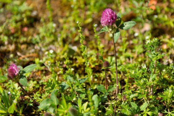 Discover the wild herbs growing across Finland