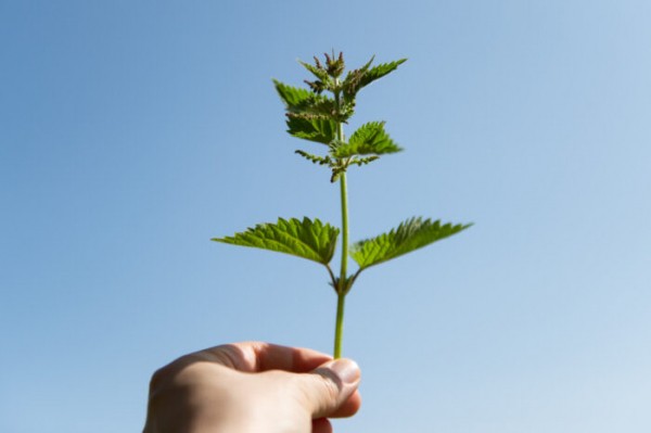 Discover the wild herbs growing across Finland