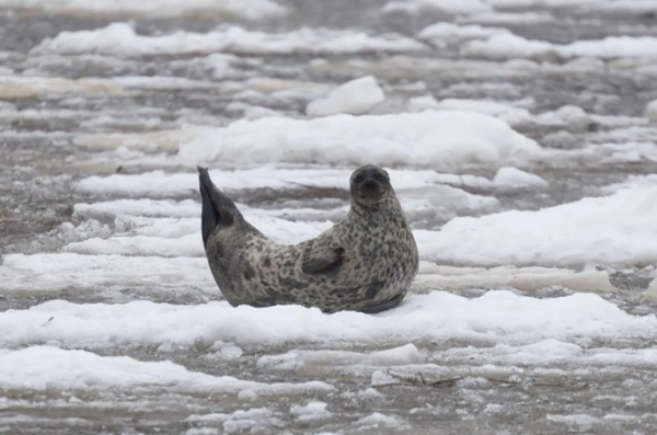 Baltic ringed seal population increases Baltic ringed seal population increases