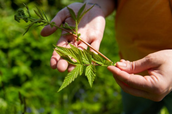 Discover the wild herbs growing across Finland