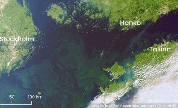 Blue-green algae rises slightly in seas, reduces in lakes in Finland Blue-green algae rises slightly in seas, reduces in lakes in Finland