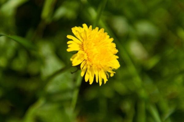 Discover the wild herbs growing across Finland