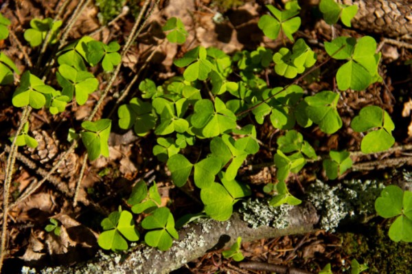 Discover the wild herbs growing across Finland