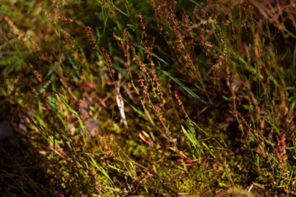 Discover the wild herbs growing across Finland