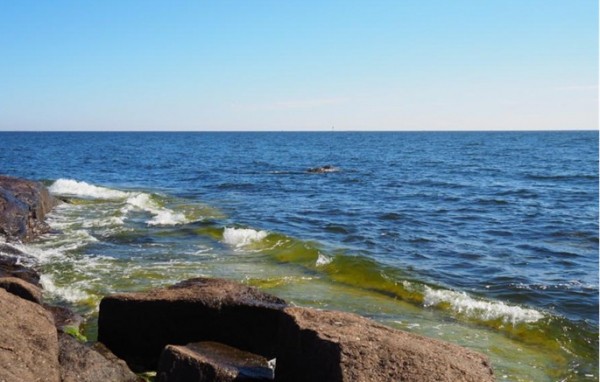 Test fails to find out reason behind mass seal death in Porvoo, Loviisa Test fails to find out reason behind mass seal death in Porvoo, Loviisa