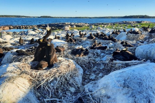 Cormorant breeding reduces in Finland in 2025 Cormorant breeding reduces in Finland in 2025
