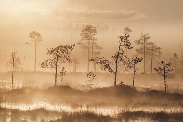 Nature photographers find a haven in Kuusamo, northern Finland