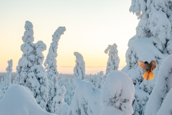 Nature photographers find a haven in Kuusamo, northern Finland