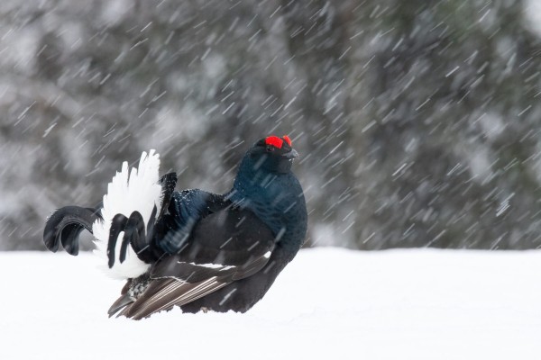 Nature photographers find a haven in Kuusamo, northern Finland