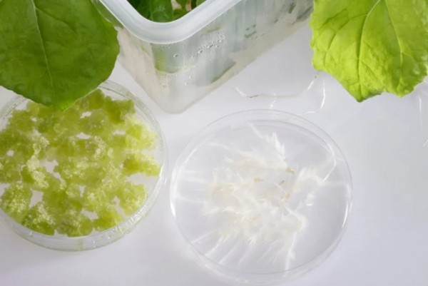 VTT, EU partners find new plant-based ingredients for cosmetics VTT, EU partners find new plant-based ingredients for cosmetics