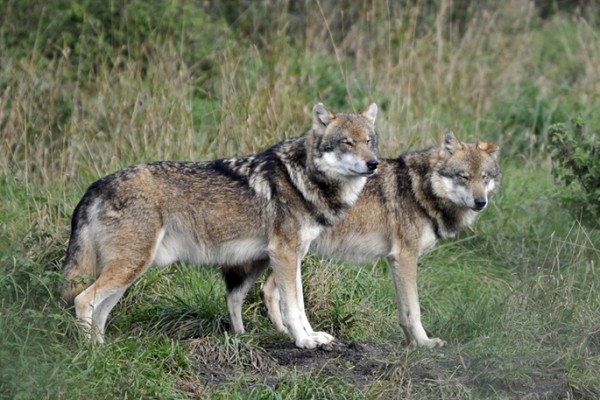 Finland to allow wolve hunting again after law change Finland to allow wolve hunting again after law change