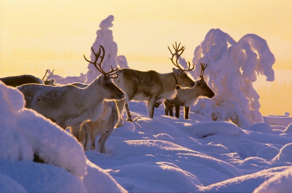 Yes, Santa Claus is from Finland: Ten top facts about Father Christmas