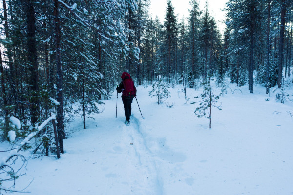 Polar-night hike: A winter walk in the northern Finnish woods Polar-night hike: A winter walk in the northern Finnish woods