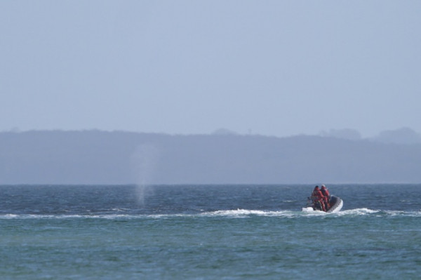 Boats escort freed whale away from shallow waters off German coast Boats escort freed whale away from shallow waters off German coast